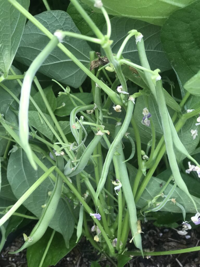 Bush beans are fast and easy in a container vegetable garden. 