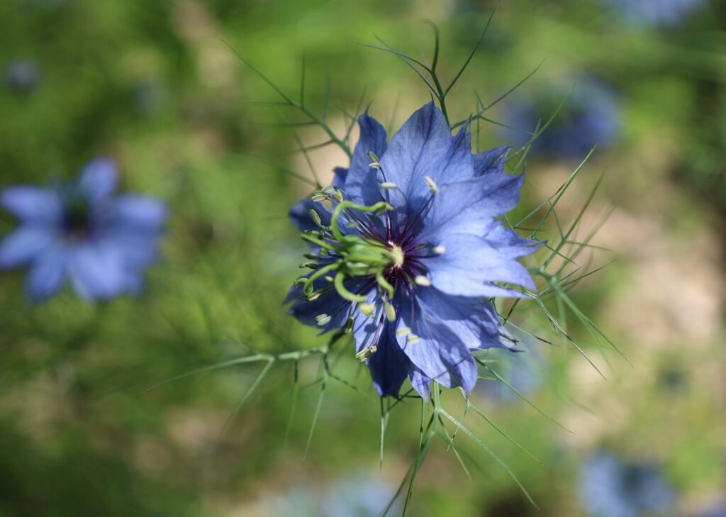 Nigella damascena or Love in a Mist Flowers