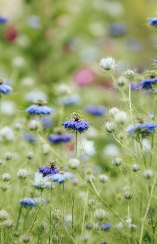 A field of Love in a Mist flowers