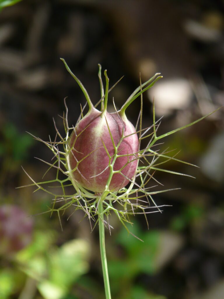 Seed pod of Love in a Mist forming
