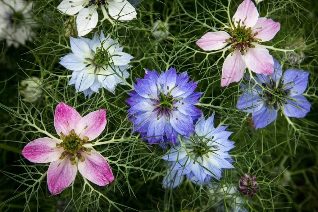 Love in a Mist comes in light blue, as well as pink and white colors 