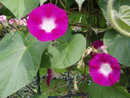 Scarlet O'Hara Morning Glory / Ipomea nil - Image 4