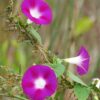 Scarlet O'Hara Morning Glory, Ipomea nil - Image 5