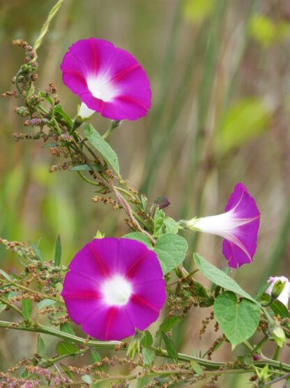 Scarlet O'Hara Morning Glory / Ipomea nil - Image 5