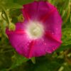 Scarlet O'Hara Morning Glory, Ipomea nil - Image 6