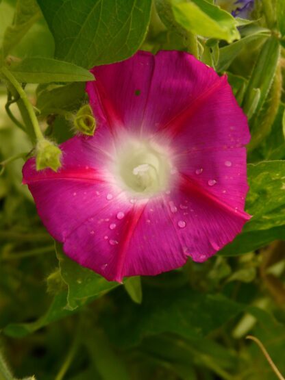 Scarlet O'Hara Morning Glory / Ipomea nil - Image 6
