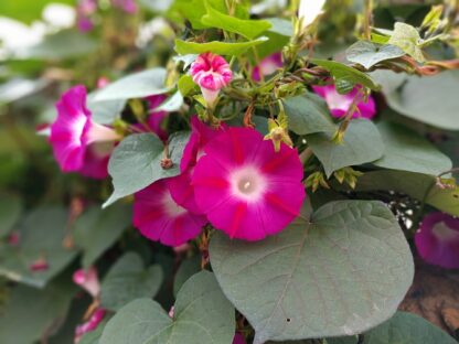 Scarlet O'Hara Morning Glory / Ipomea nil - Image 7