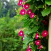 Scarlet O'Hara Morning Glory, Ipomea nil - Image 8