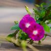 Scarlet O'Hara Morning Glory, Ipomea nil - Image 9