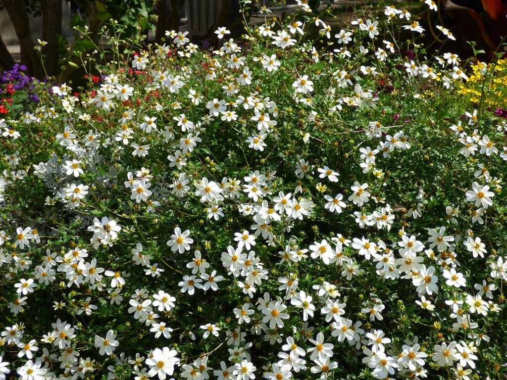 Bidens alba is sometimes considered a week, but it's actually a Florida native wildflower 