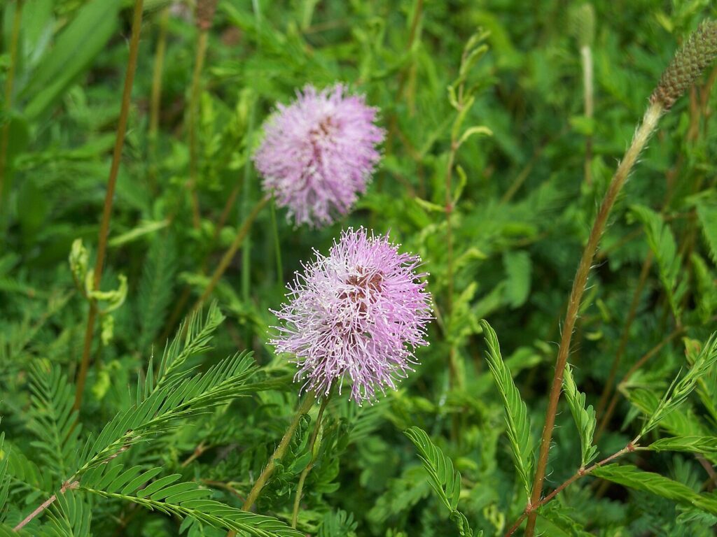 Sunshine Mimosa is one of the more unique Florida Native Groundcovers