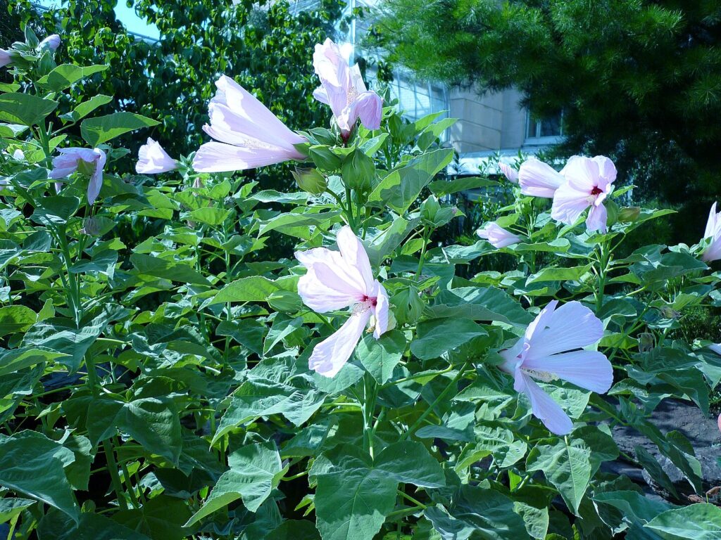 These pretty pink blooms are one of my favorite Florida native plants.