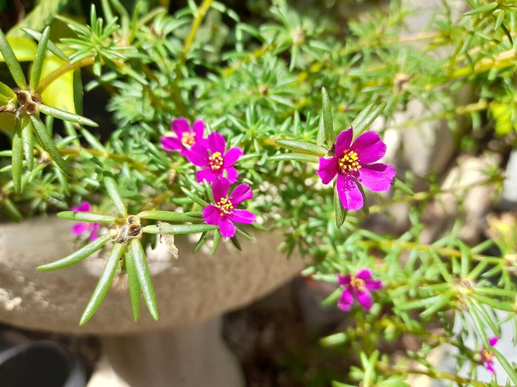 Pink purslane is one of the best Florida Native Groundcovers for poor, sandy soil