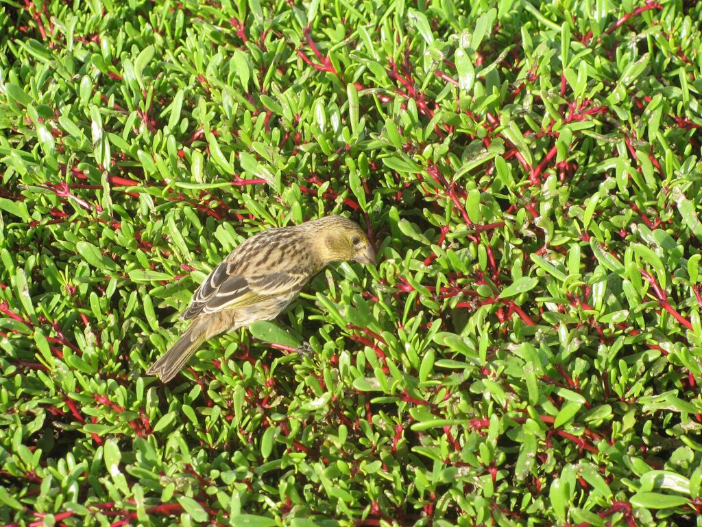 Sea Purslane is one of many Florida Native Groundcovers that are edible