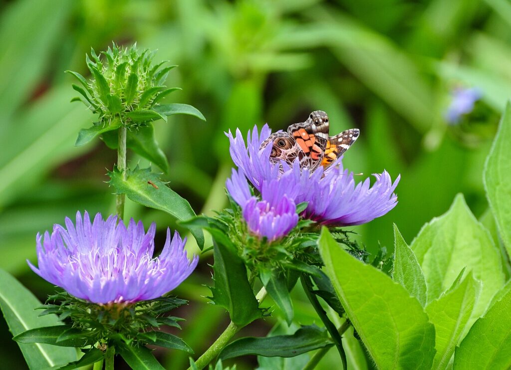 This pretty Florida native plant is pretty enough for any garden