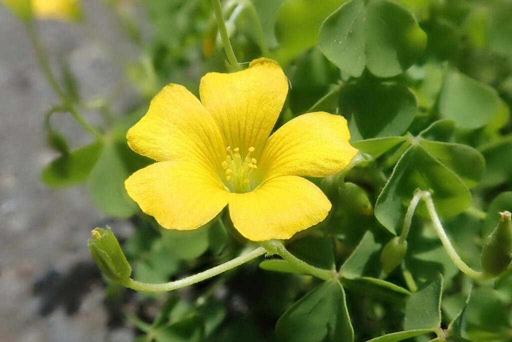 Oxalis is one Florida Native Groundcovers that many mistake for clover