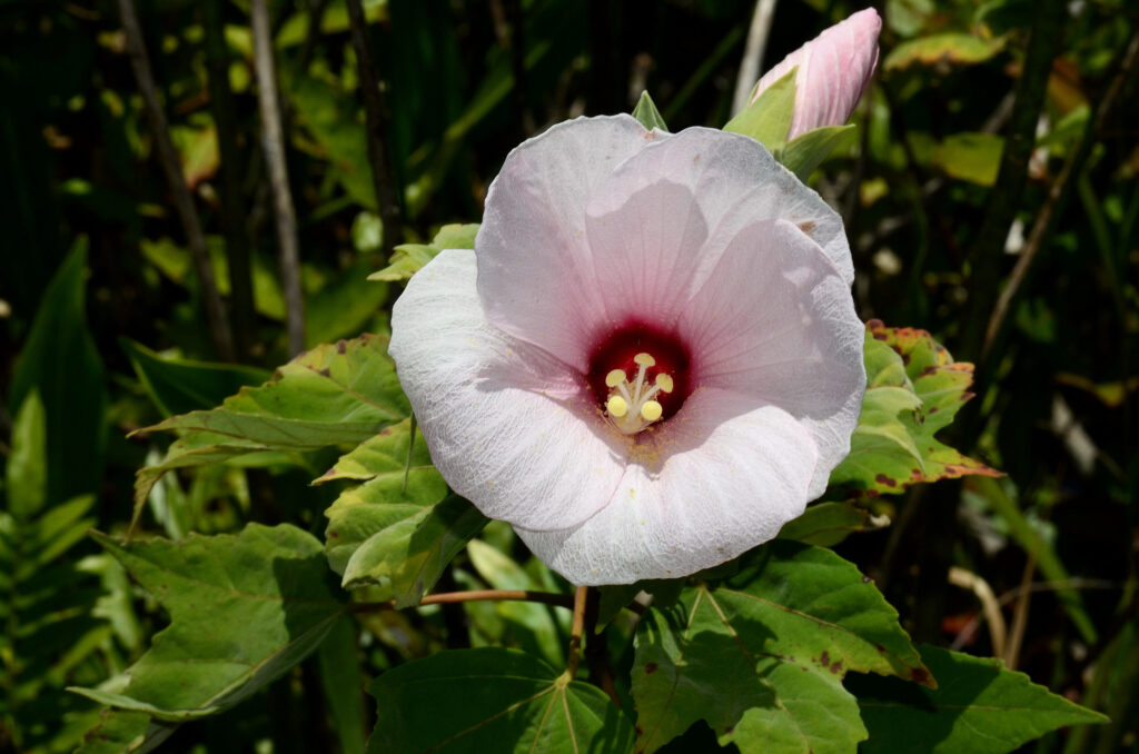 Swamp Rosemallow offers forage for Florida native bees and other insects.