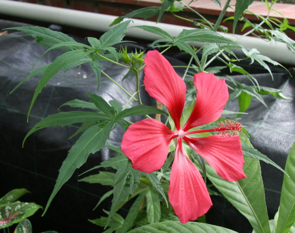 These dramatic Florida native plants are sometimes called "Texas Star." 