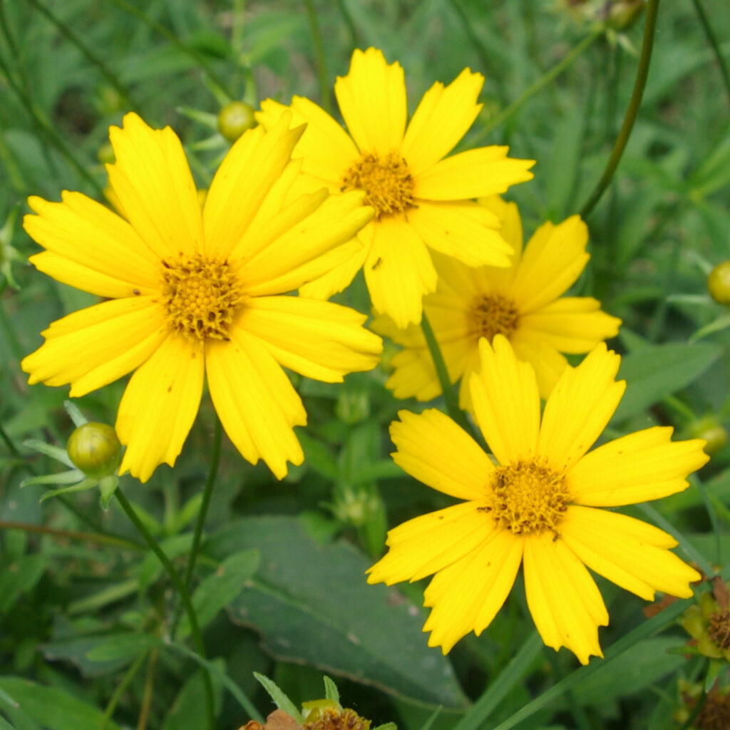 Lanceleaf coreopsis is Florida's official state wildflower and one of it's most popular Florida native plants