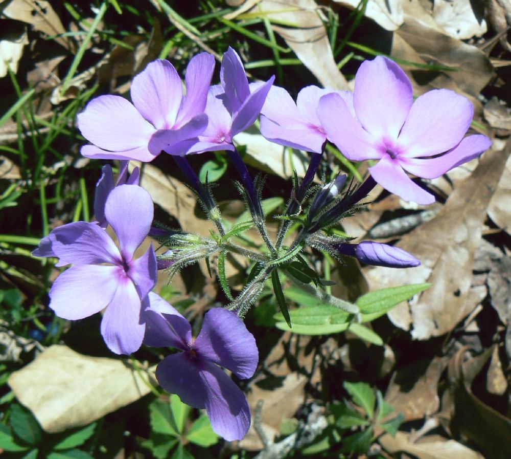 Wild blue phlox is one of the Florida Native Groundcovers for cooler regions like north Florida 