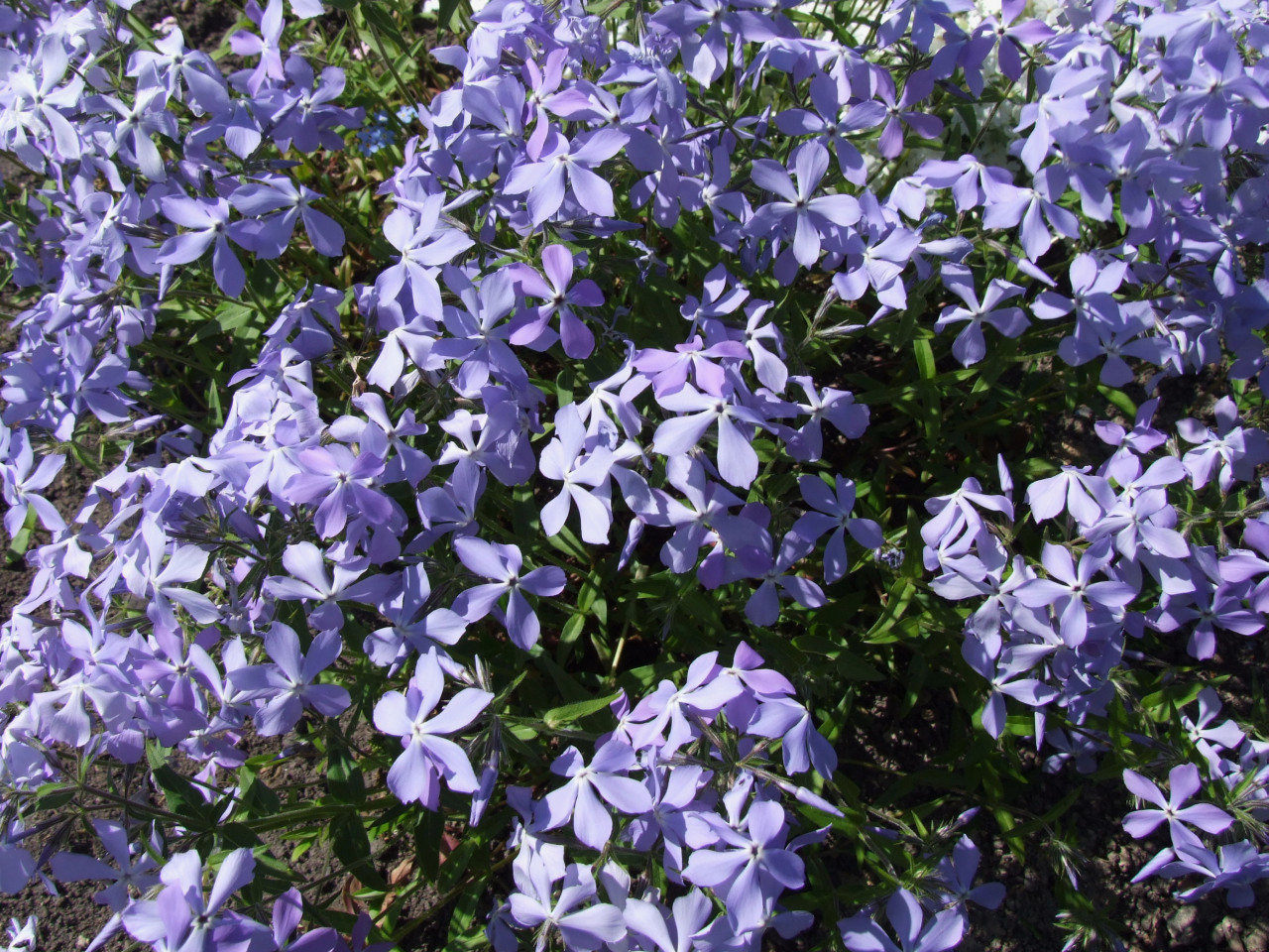 Florida native groundcovers for your garden