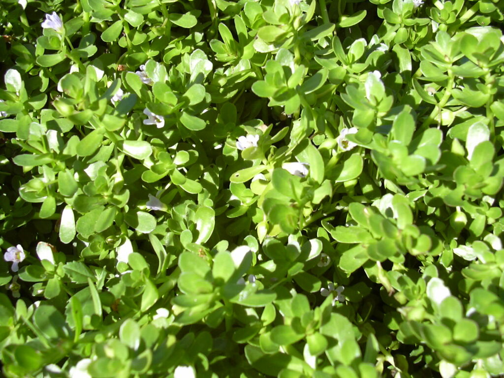 Water Hyssop is one of the best Florida Native Groundcovers for damp garden areas 