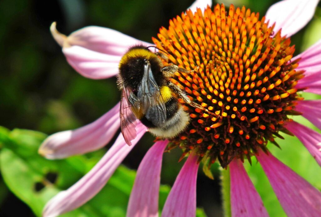 Florida native plants feed bees and other polliantors 