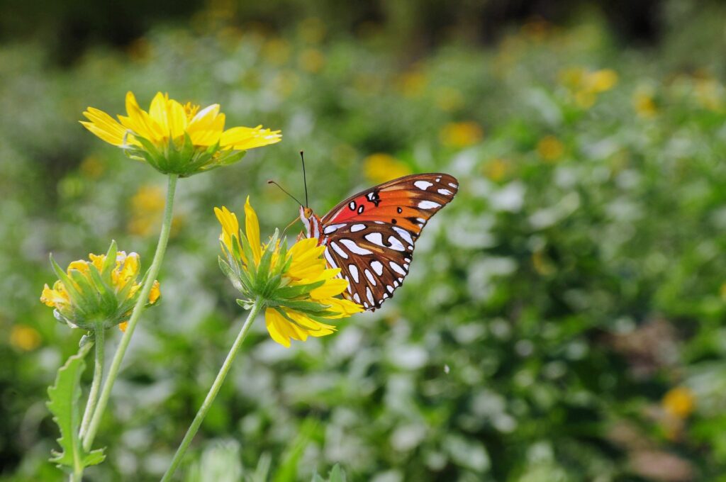 Gulf Fritilary on Florida native plants