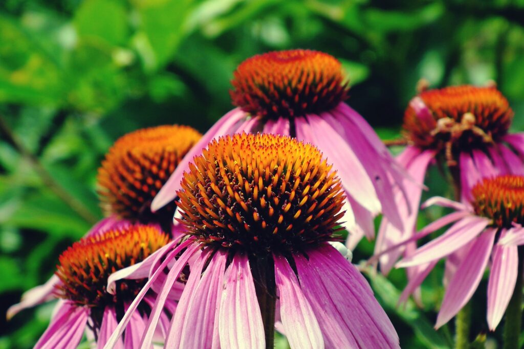 Purple coneflower are Florida native plants