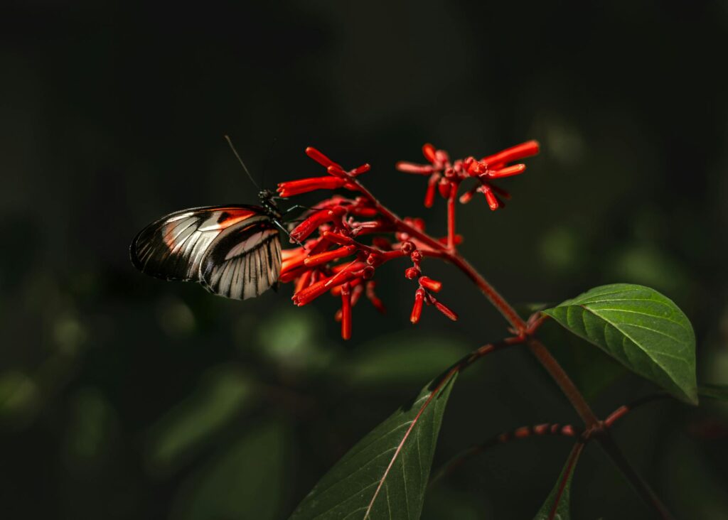 Firebush is a flower Native Florida Plant