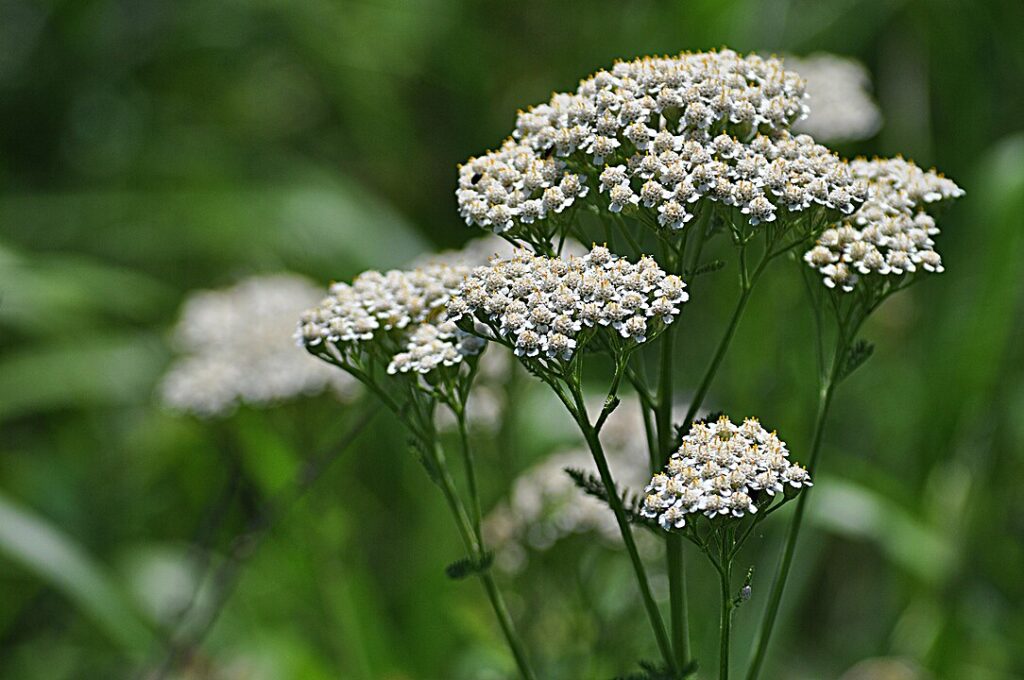 Growing Yarrow in arid climates