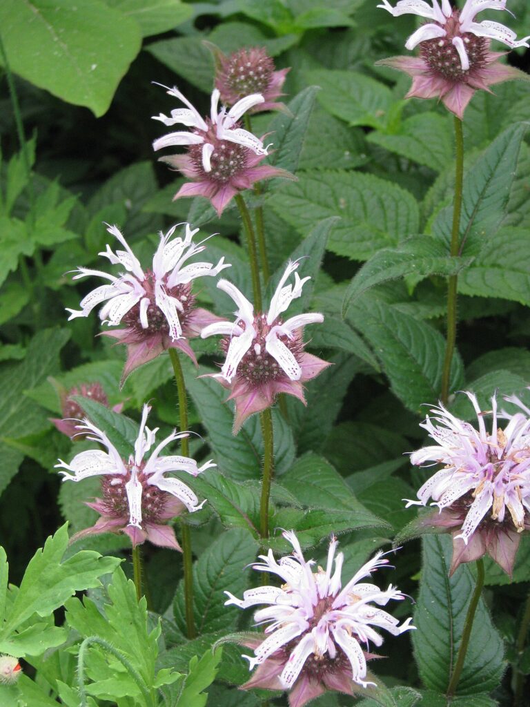 Growing Monarda or Bradbury's bee balm