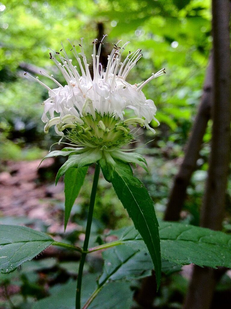 Growing Monarda in shady wooded areas