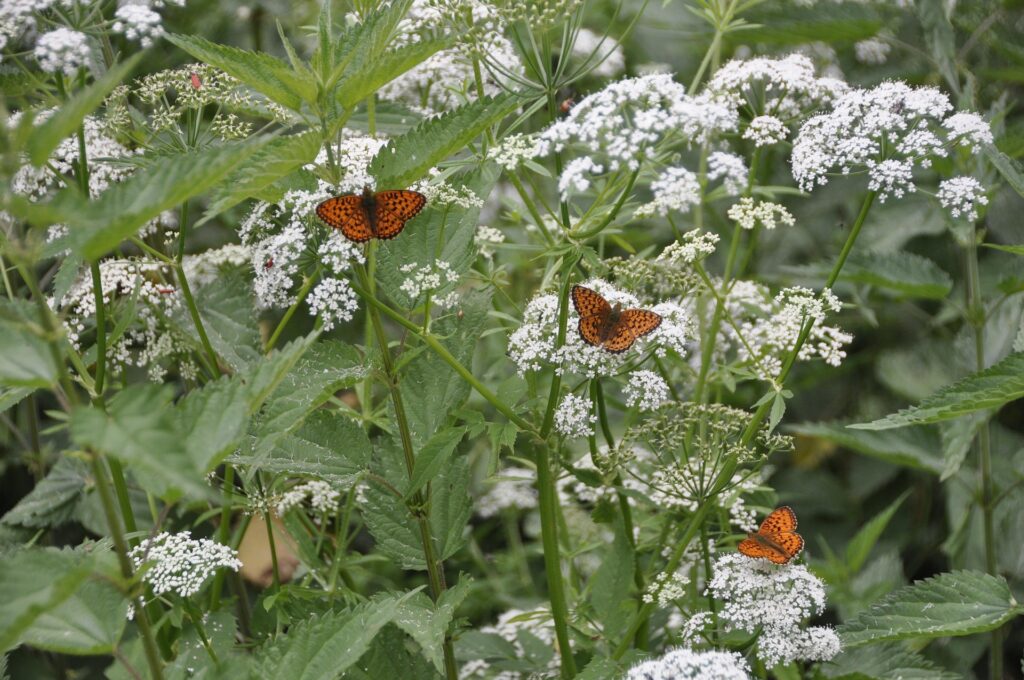 Growing Yarrow is perfect for butterfly gardens