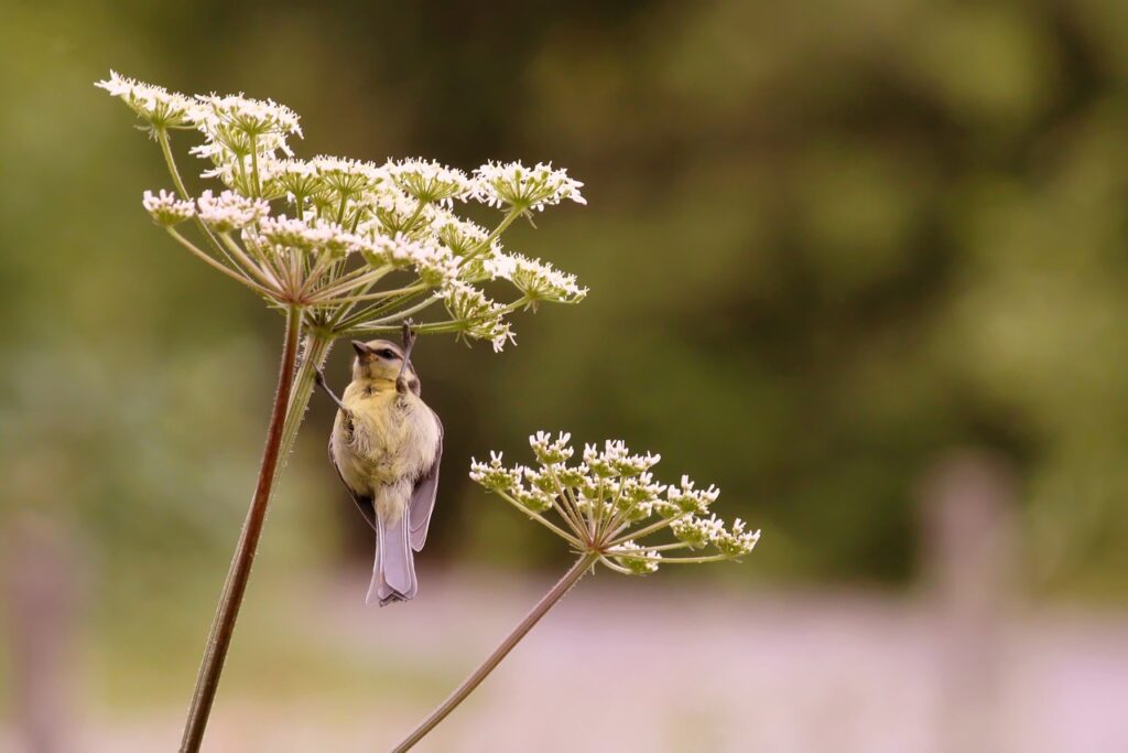 Birds will feast on the seeds of growing yarrow flowers