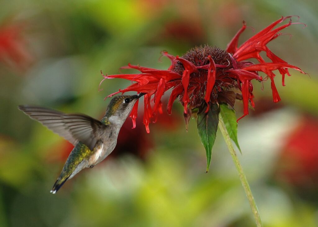 Growing monarda for hummingbirds