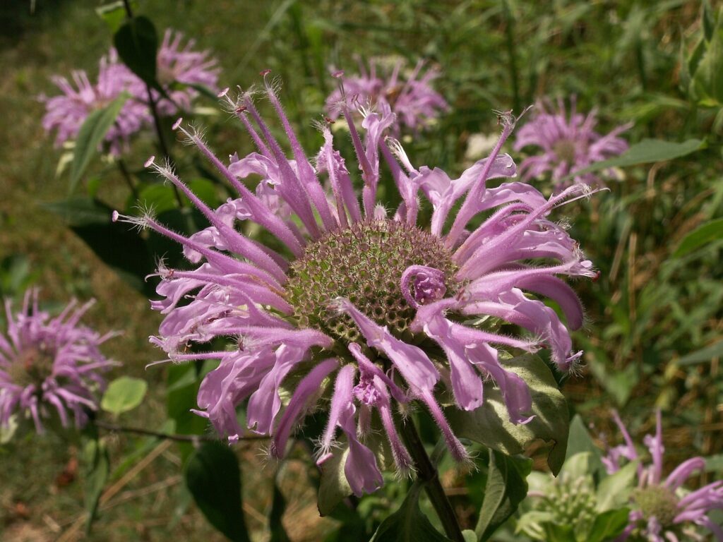 growing monarda, also known a wild bergamot, in a field