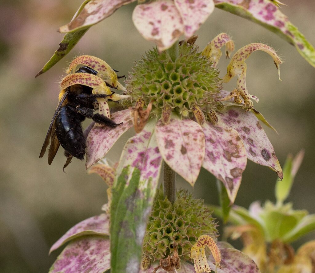 Growing monarda for pollinators
