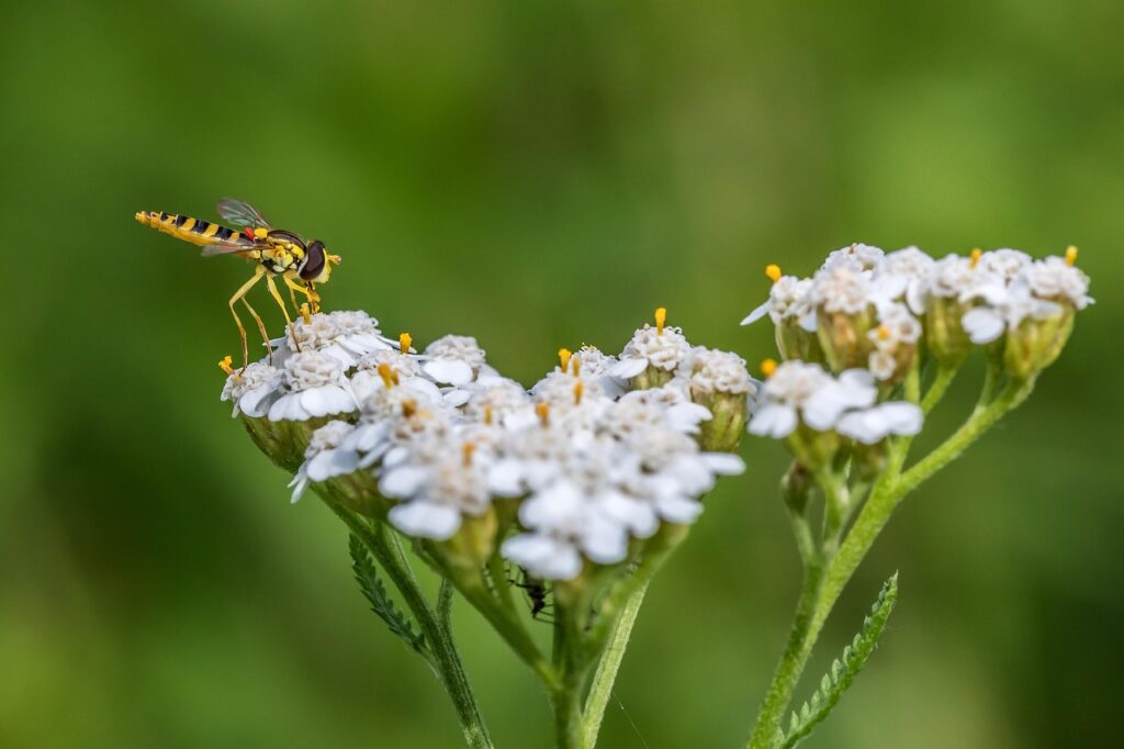 Growing yarrow attracts pollinators to the garden