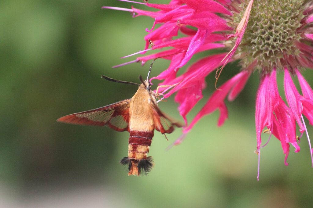 growing monarda or beebalm for wild life and pollinators