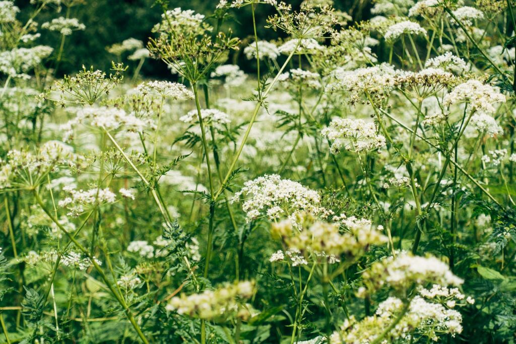 Growing yarrow in a sunny garden