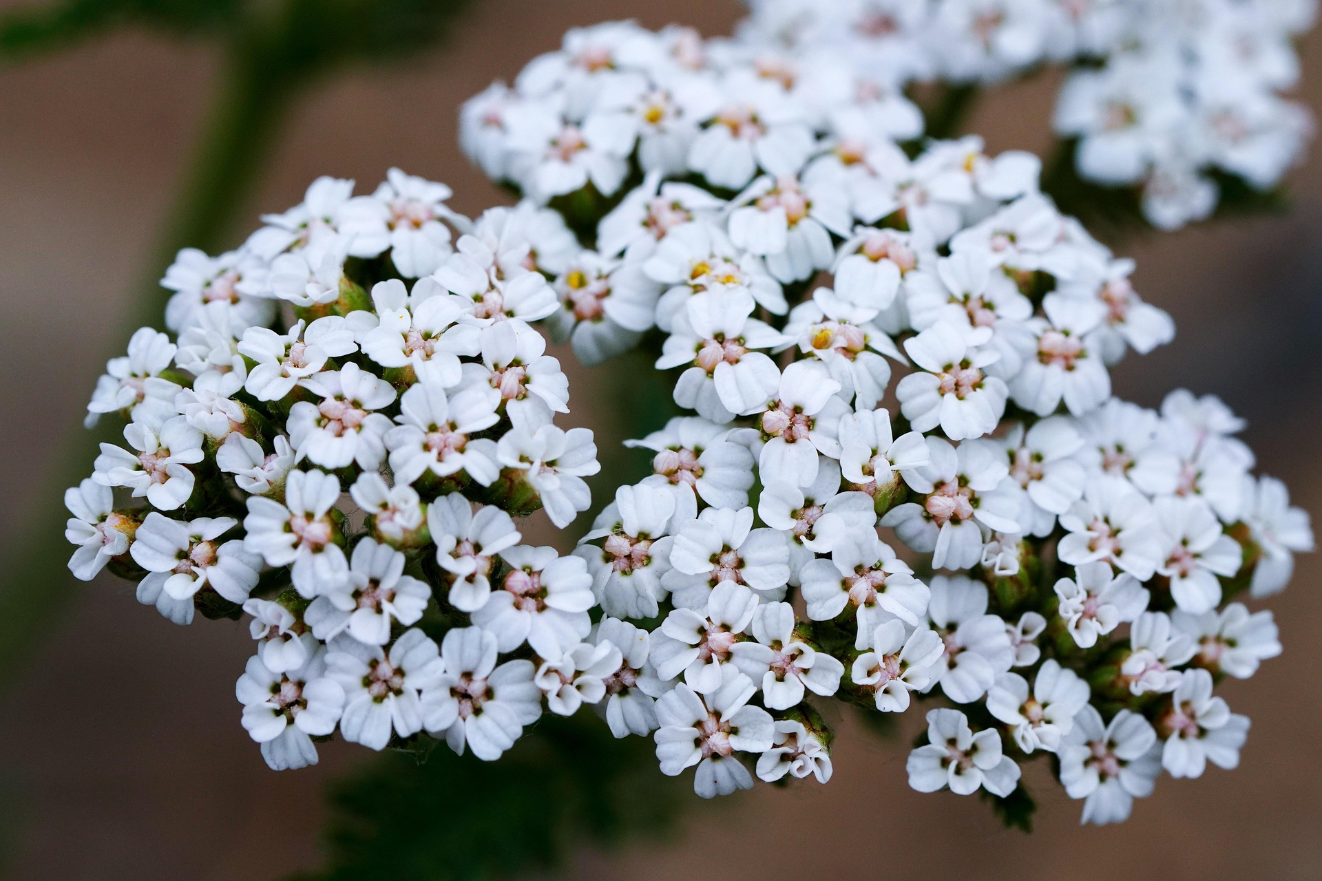 growing yarrow in a pollinator garden