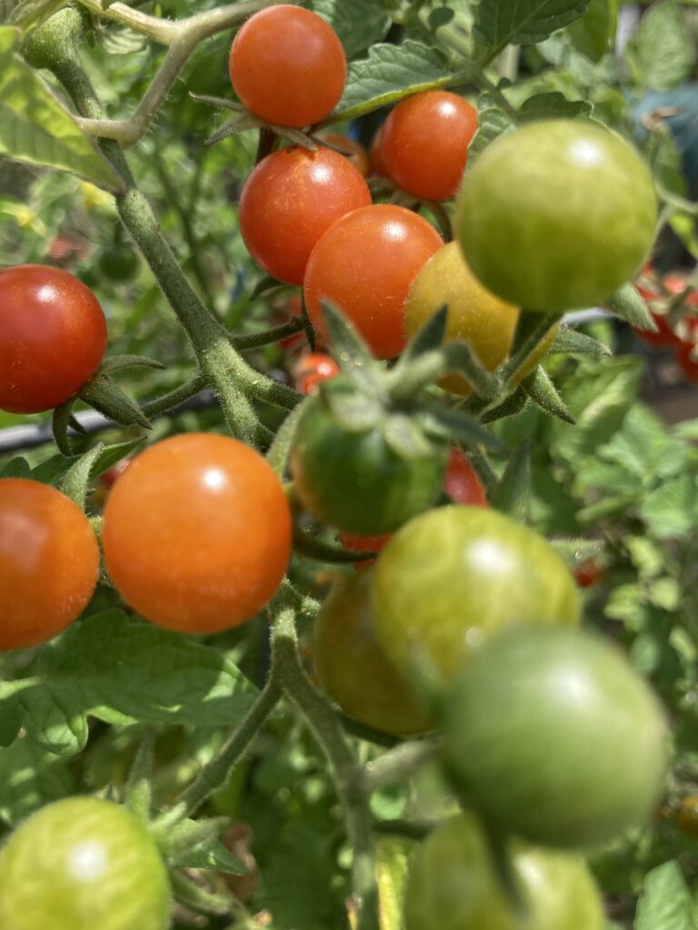 Growing Everglades tomatoes is easier than cultivated tomatoes in hot climates