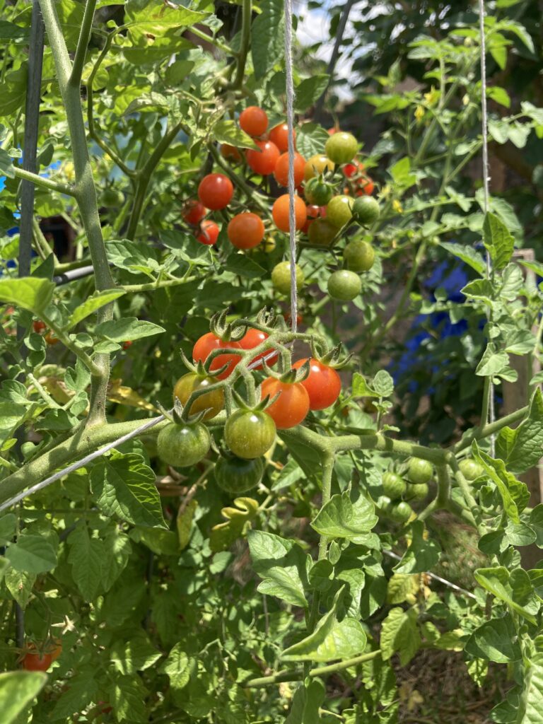 Growing Everglades tomatoes is popular with Florida gardeners