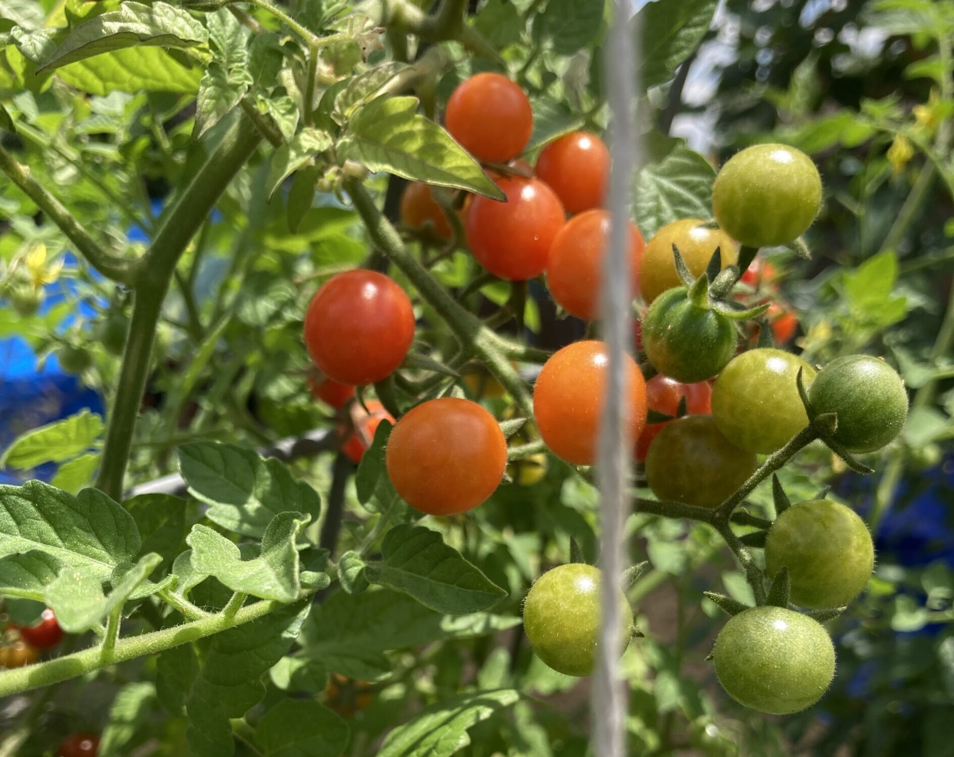 Growing Everglades tomatoes