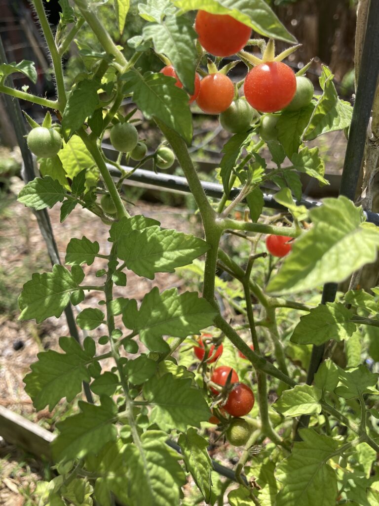 Growing Everglades tomatoes is easier with a strong trellis
