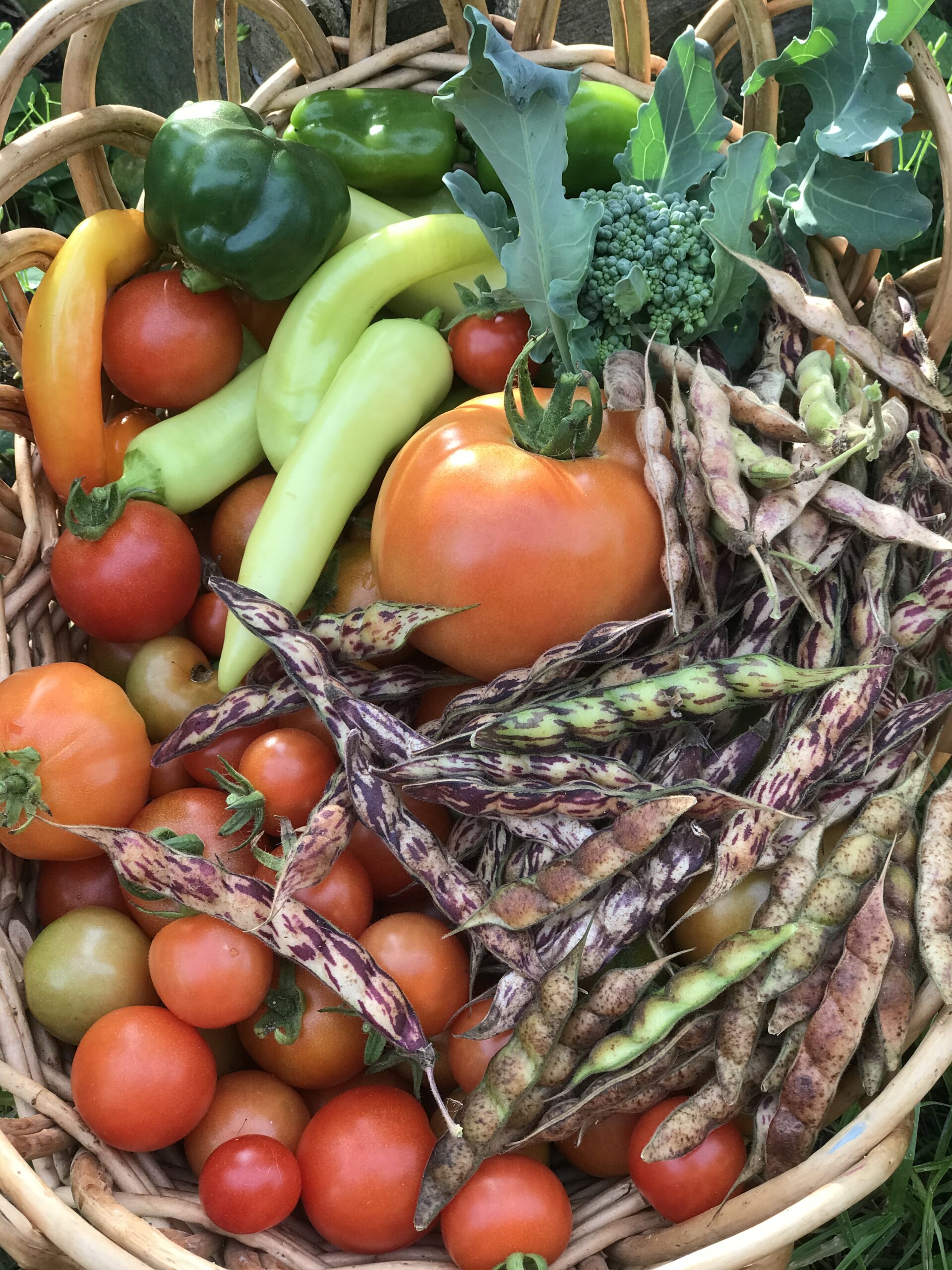 what to plant in April in Florida for harvesting in the summer