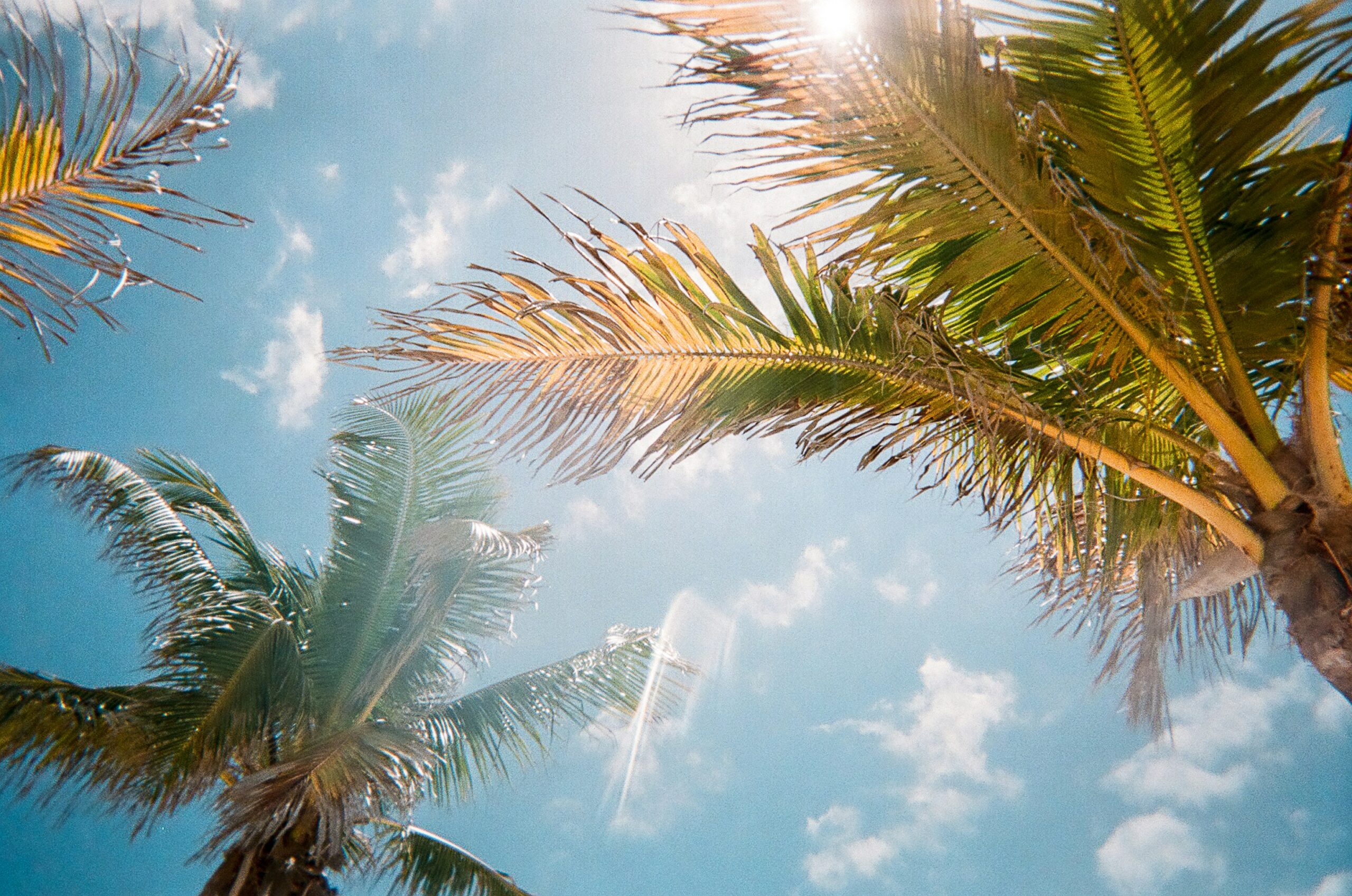What to plant in May in Florida as summer starts