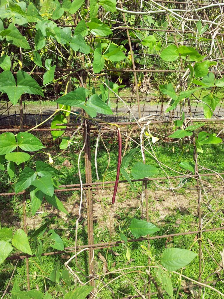Plant yardlong beans in May