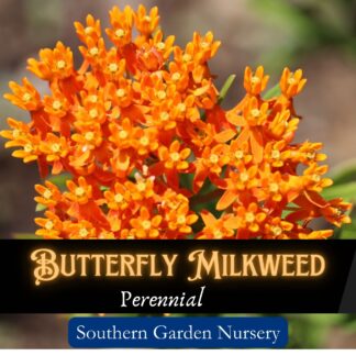 butterfly milkweed